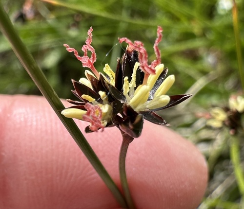 Juncus jacquinii (Juncus jacquinii)
