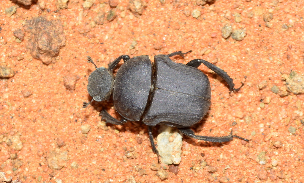Gymnopleurus andreaei