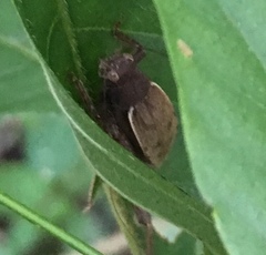 Hapithus