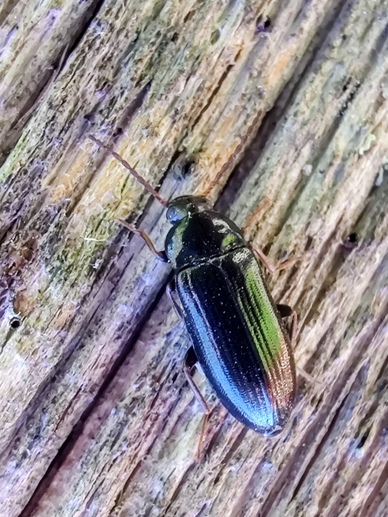 Mycetochara obscura