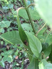 Hapithus