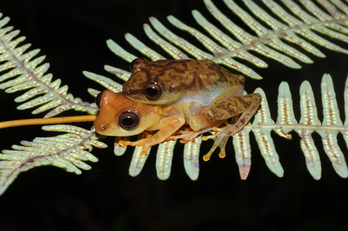 Tanzania Reed Frog, Hyperolius picturatus