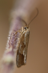 Diurnea lipsiella