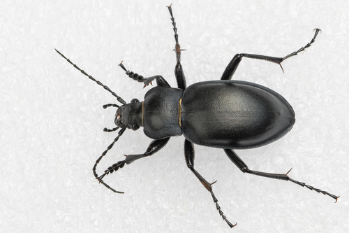 smooth ground beetle