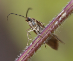 Diurnea lipsiella