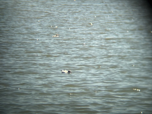 iNaturalist observation photo of Caspian Tern
