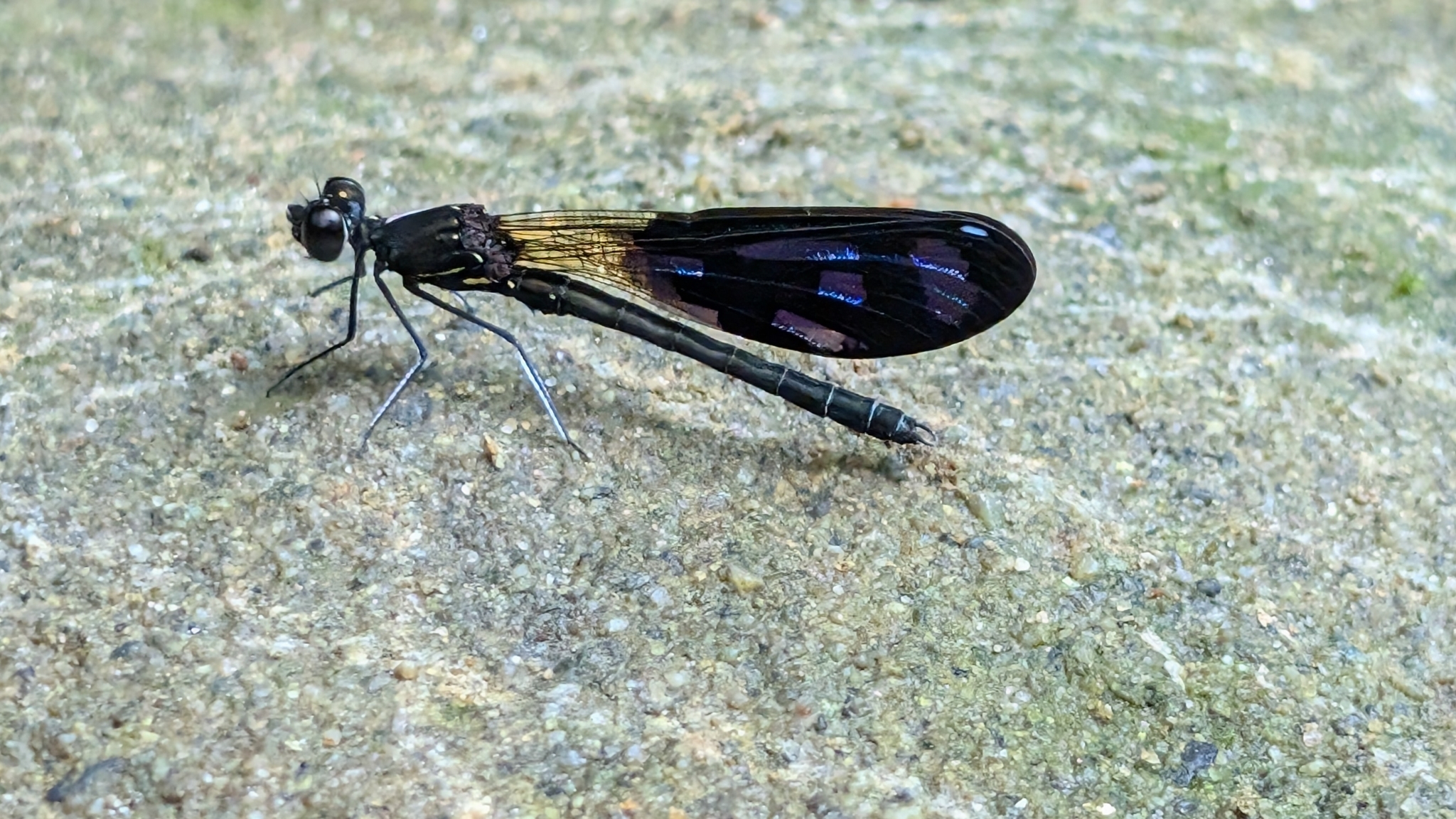 Lesser Black Jewel