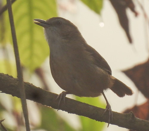 Abbott's Babbler (Malacocincla abbotti), photo 5
