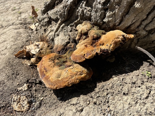 iNaturalist observation photo of Artist's Brackets, Reishi, and Allies