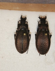 Carabus regalis