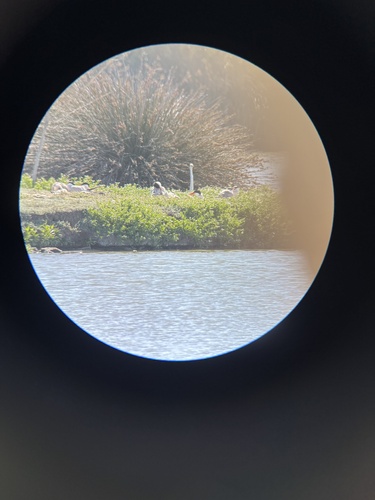 iNaturalist observation photo of Great Egret