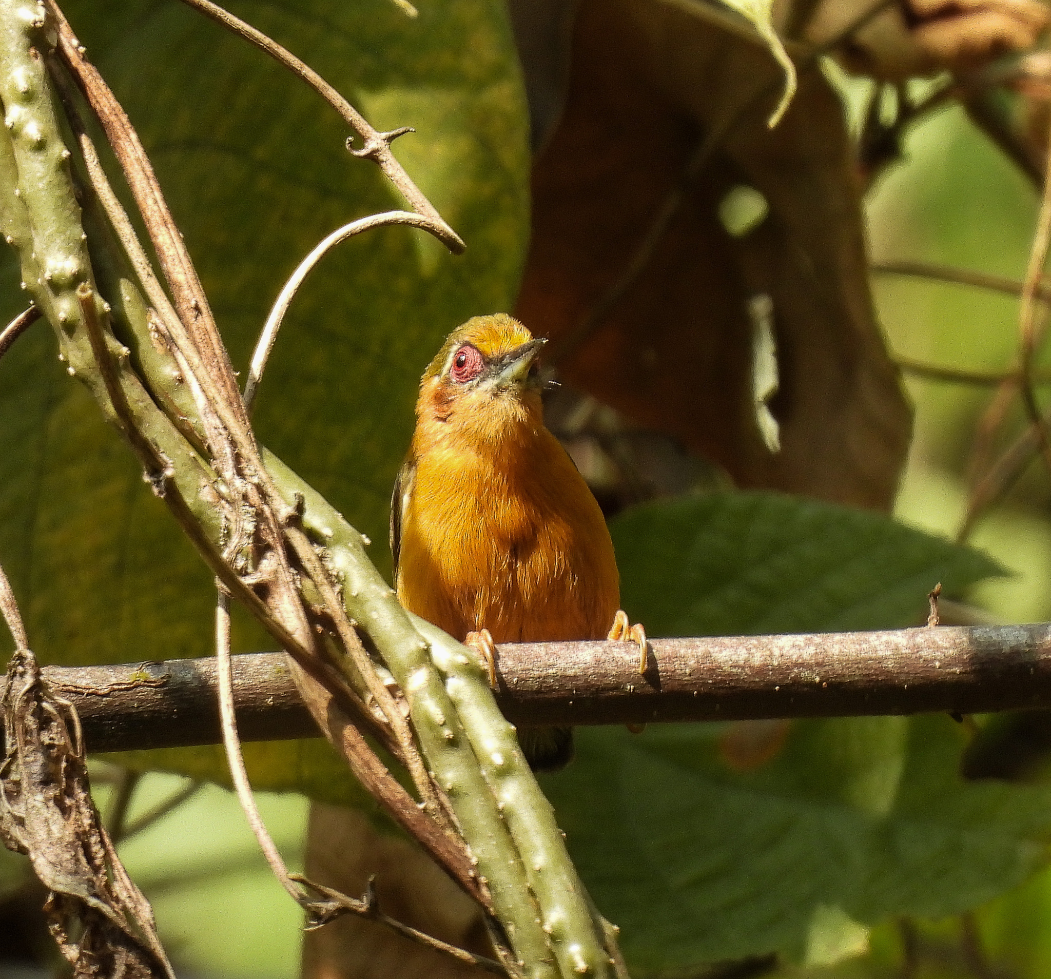 White-browed Piculet (Sasia ochracea), photo 10