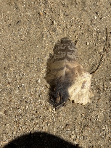iNaturalist observation photo of Great Horned Owl