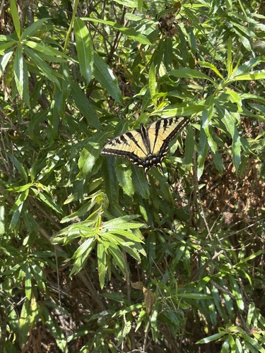 iNaturalist observation photo of Western Tiger Swallowtail