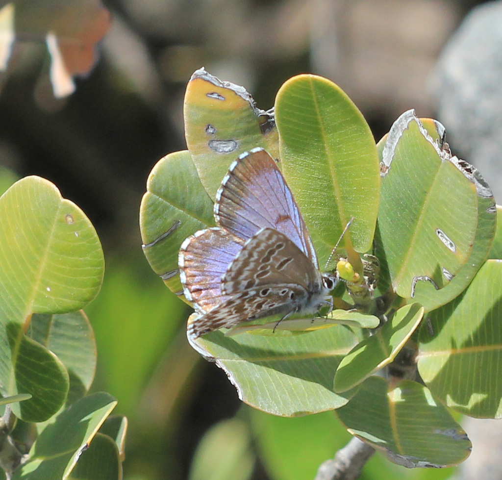 Lepidochrysops titei