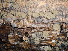 Hypoxylon cercidicola