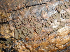 Hypoxylon cercidicola