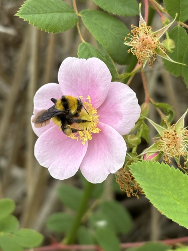 iNaturalist observation photo of Sonoran Bumble Bee