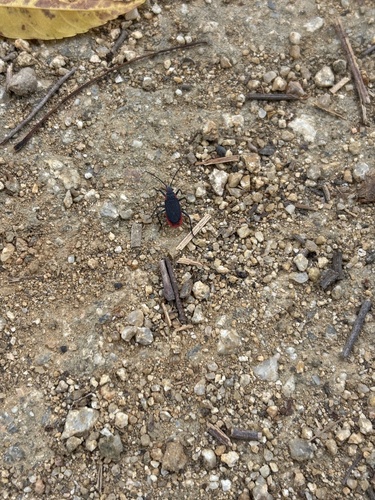 iNaturalist observation photo of Red-shouldered Bug
