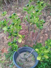 Citrus × microcarpa