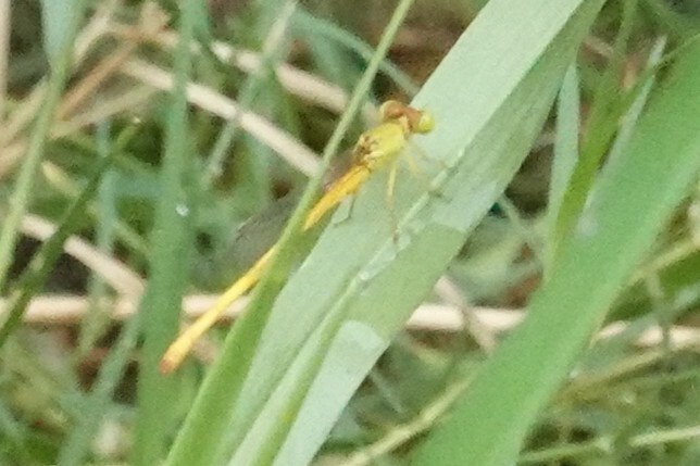 Coromandel Marsh Dart