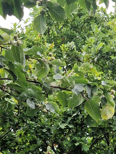 Malus tschonoskii iNat (1)