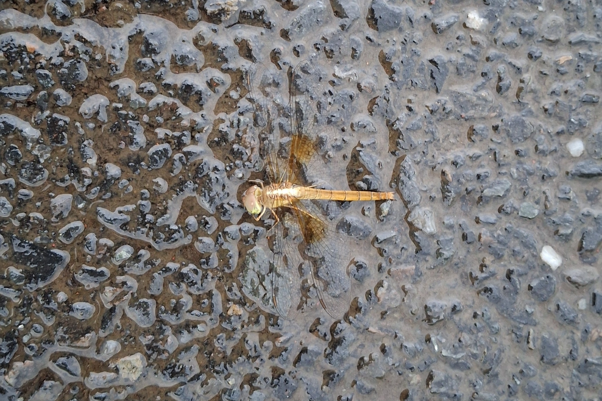 Coral-Tailed Cloudwing