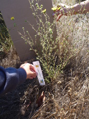 Hemizonia congesta lutescens