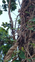 Dione vanillae insularis