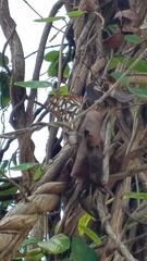 Dione vanillae insularis