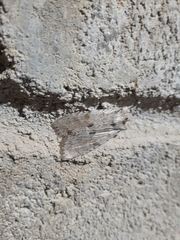 Lithophane patefacta