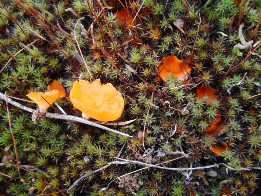Neottiella vivida