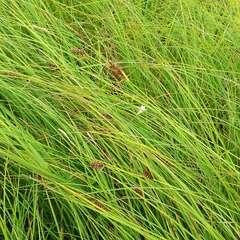 Black Spike Sedge (Carex melanostachya)