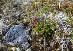 Harrimanella hypnoides