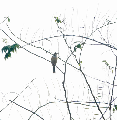 Chestnut-eared Bunting (Emberiza fucata), photo 9