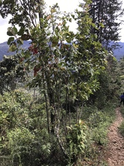 Weinmannia pubescens