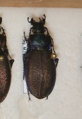 Morphocarabus