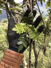 Weinmannia pubescens