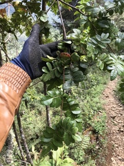 Weinmannia pubescens
