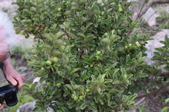 Vangueria macrocalyx
