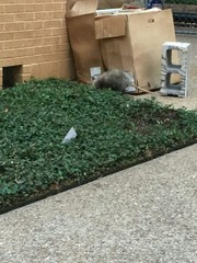 Didelphis virginiana