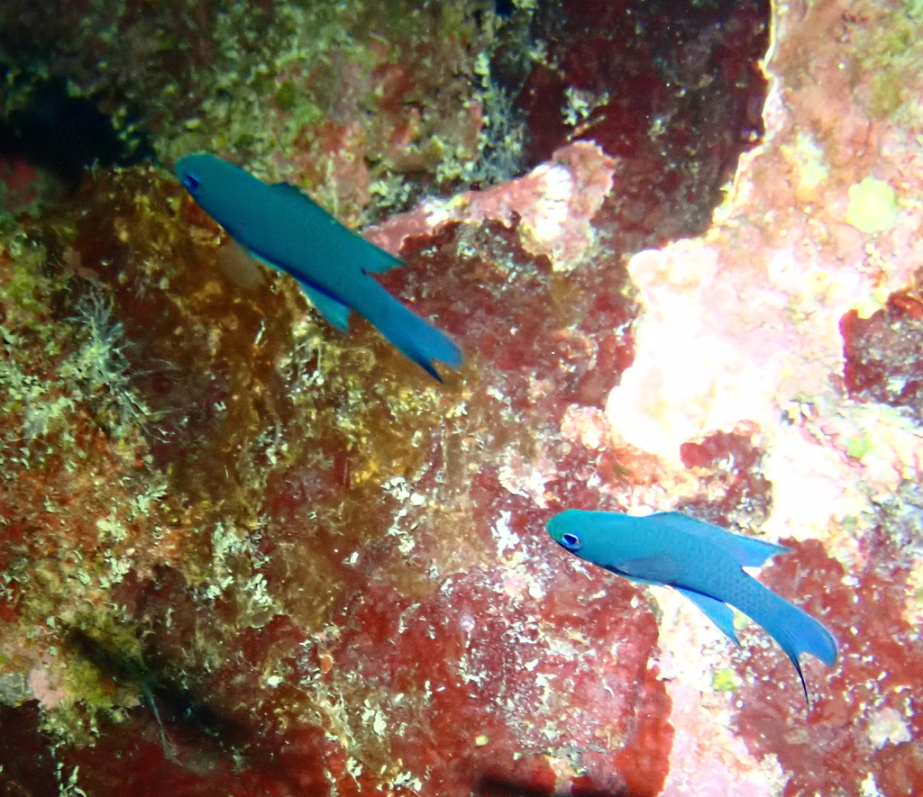Blue Devilfish