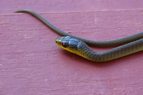 Common Tree Snake sighting