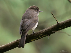 Melaenornis chocolatinus
