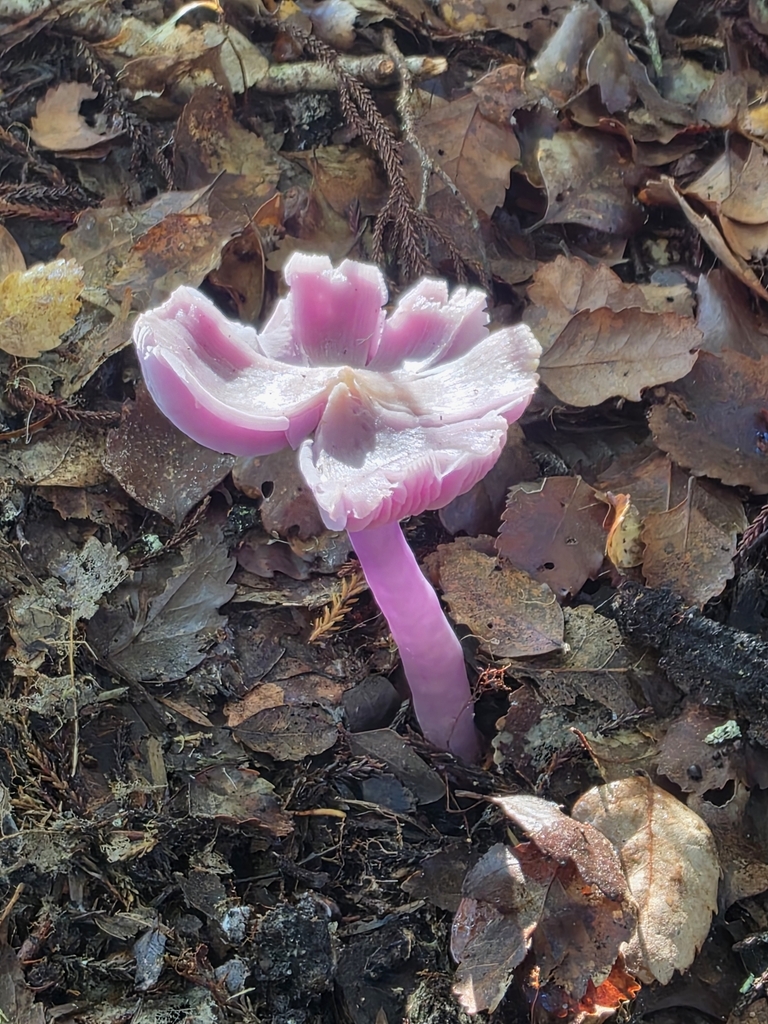 Porpolomopsis lewelliniae · July 2025 · photo: © nicnation (iNaturalist, cc-by)