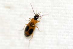 Badister neopulchellus