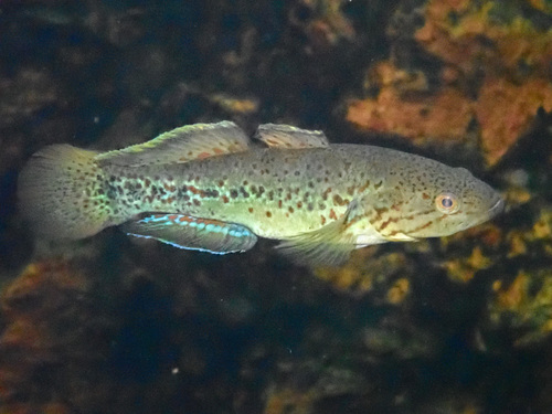 Northern purplespotted gudgeon (Mogurnda mogurnda) — Eleotridae