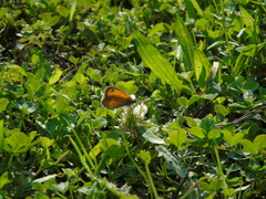 Coenonympha pamphilus