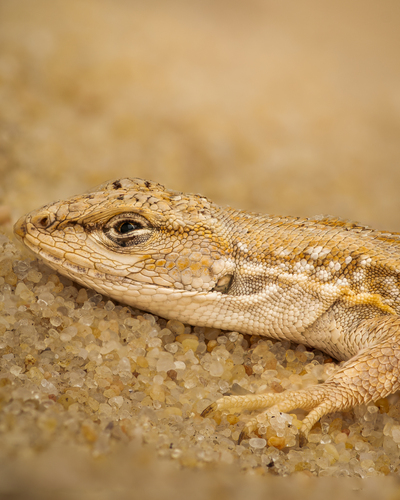 Arambaré Smooth-throated Lizard, Liolaemus arambarensis