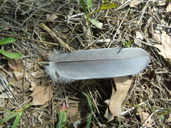 Ardea cinerea cinerea